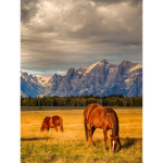 Brown Sugars Ponies
