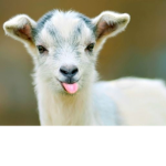 goats are epic