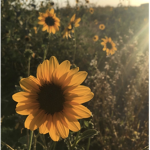 Glowing Sunflowers