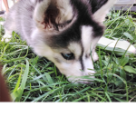 puppy kingdom group
