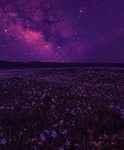 Purple Valley LLC
