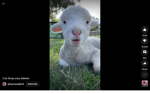 The best sheep Army.