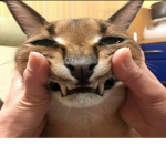 Bigfloppa enjoyers