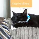 Slippy the cat