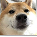 #Shiba inu fans!