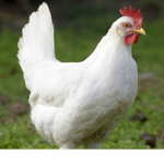 Chicken club United