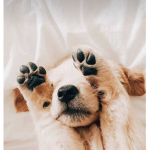 Kawaii dog group