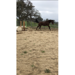 Black River Ranch