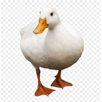 Elite Duck Hangout