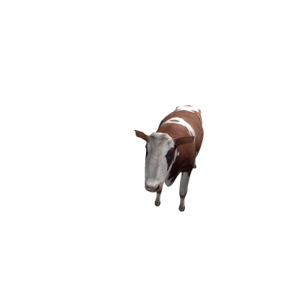 Vaca Lola