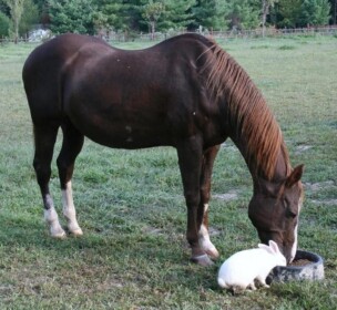 CottenTail Ranch