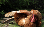 Chicken Family !!!