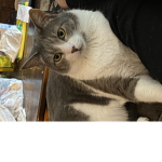 catsareforever!