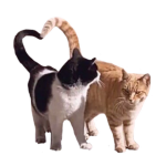 Love cat cat
