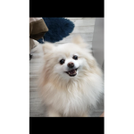 Floof_pom
