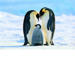 Penguin BABY