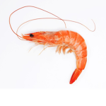 Official Shrimp United