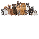 The Awesome Dogs Group