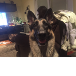 Roxy dog.dogs are the best aren’t they?