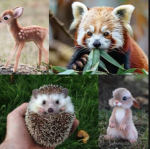 Animaliez