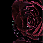 Dark roses and red