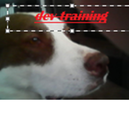 puppys STUDIO dev training