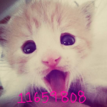 meow09