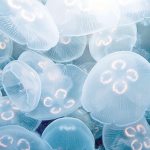 Jelly's stars