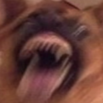 Crazy blurry dog Roblox decal