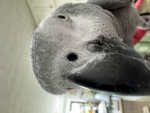 Preen master