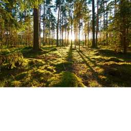 Forest!