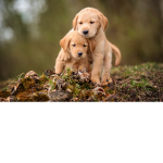 save animal from rudeness
