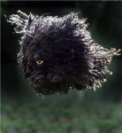 puli