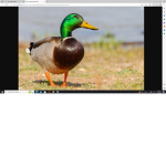 DUCK_FAN_ GROUP
