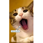 The Appreciation Group For Cats