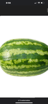 Watermelon is god