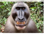 Monkey gang24k