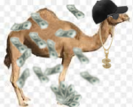 cash camels