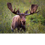 brown moose's