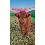 Cookie the cows group