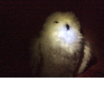 A group for owls