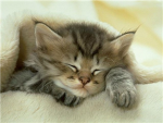 fluffy cat group