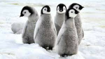 THE PENGU'S