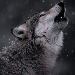 Team rainbow wolf forever