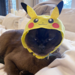 HATCAT