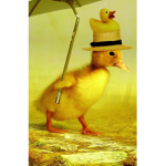 THE DUCKY SQUAD BOIS