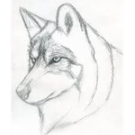 Grey Wolf Co
