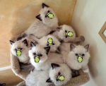 the ferret union