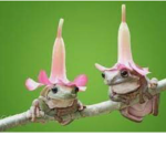 The Froggy Amy