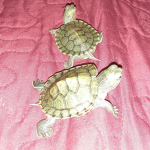 TEAM_TURTLES